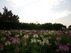 -广东花都香草世界旅游度假区