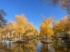 -金塔沙漠胡杨林景区