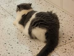 -猫域·湾主题猫咖·宠物吧(南坪城市广场店)