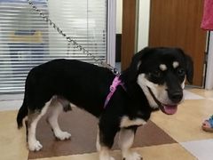 -奈斯宠物医院·核磁CT·异宠专科·内镜(中南店)