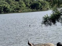 -海珠湖公园