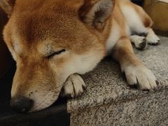-喜柴咖啡·柴犬狗咖