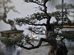 -西园寺