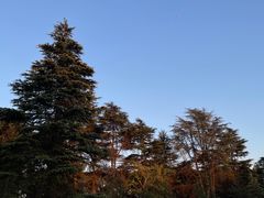 -上海共青森林公园