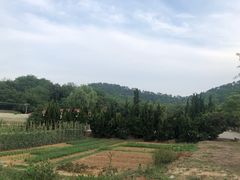 -我家农庄