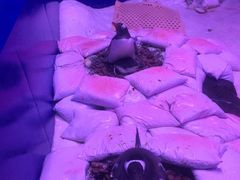 -暹罗海洋世界