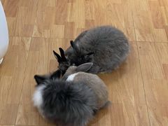 -猫猫幼稚园·撸猫·桌游·电玩