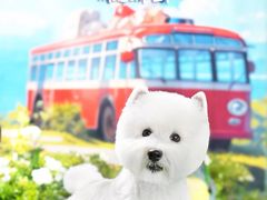 -FAELING PETS美天灵宠物(富力广场店)