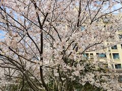 -高东镇樱花园