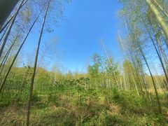 -山菜馆(竹海公园店)