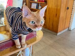 -猫咖时代(中山亭店)
