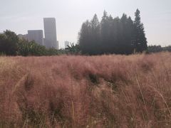 -艾溪湖湿地公园