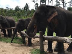 -Elephant Care & Grand Canyon Jumping