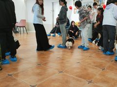 -Let's go狗咖·猫咖·奶狗·桌游(春熙路IFS店)