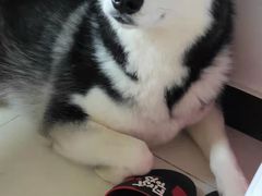 -宠福鑫康馨动物医院·骨科·眼科