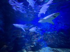 -烟台海昌鲸鲨海洋公园