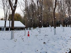 -大兴滨河森林公园