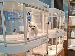 -翊宠yipet猫狗购宠庄园