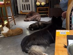 -more than meow吴止猫主题餐厅(承德 中船汇店)