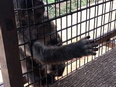 -岚山猴子公园