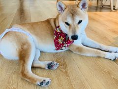 -柴犬小屋·柴餐厅·狗咖食堂(金鼎广场店)