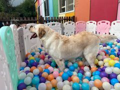 -汪说喵讲宠物乐园宠物酒店(红星美凯龙店)