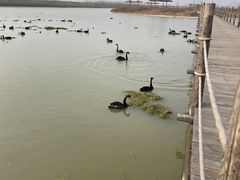 -池杉湖湿地公园