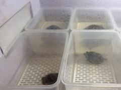 -灵龟之家百象馆(百象馆联合旗舰店)