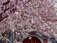 -桃花堤公园