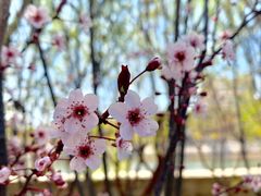 -桃花堤公园