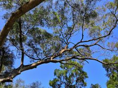 -梧桐山风景名胜区
