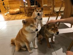 -柴务处·柴犬主题狗咖