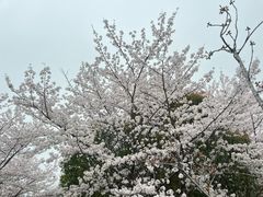 -高东镇樱花园