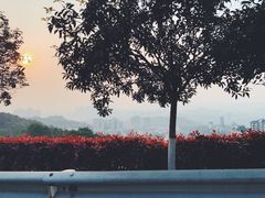 -铁山坪森林公园