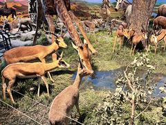 -国家自然博物馆