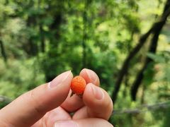 -南山植物园