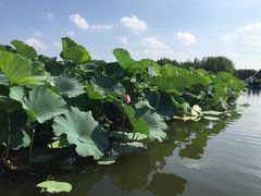 -荷塘月色湿地公园·向阳花洲
