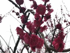 -香雪海