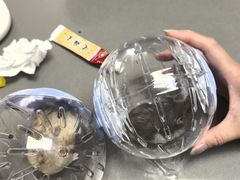 -爱侣宠医·鹦鹉专科·小型哺乳类·异宠专科(灵石路店)