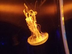 -暹罗海洋世界