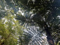 -中国科学院西双版纳热带植物园