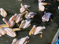 -广州长隆飞鸟乐园