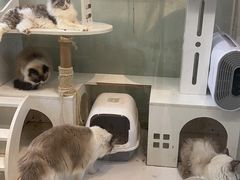 -喵喵咪呀布偶猫咖(春熙路店)