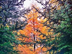 -芦芽山旅游度假区