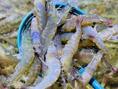 -聚盛源蒸汽海鲜火锅烤肉自助(巨川金海岸购物广场店)