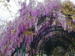 -杭州湾海上花田景区