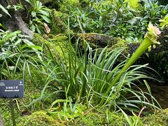 -深圳仙湖植物园