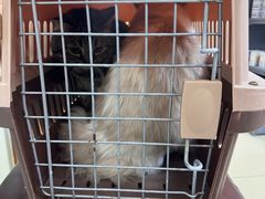 -宠福鑫动物医院(城北分院)