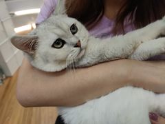 -COLOR PETS 撸猫馆·购猫·猫咖(长风大悦城店)