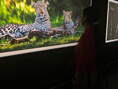 -罗红摄影艺术馆